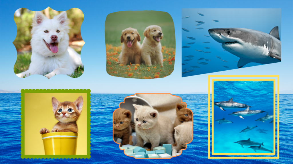 Image of dogs, cats, and sharks side by side, showcasing their distinct yet equally captivating presence.