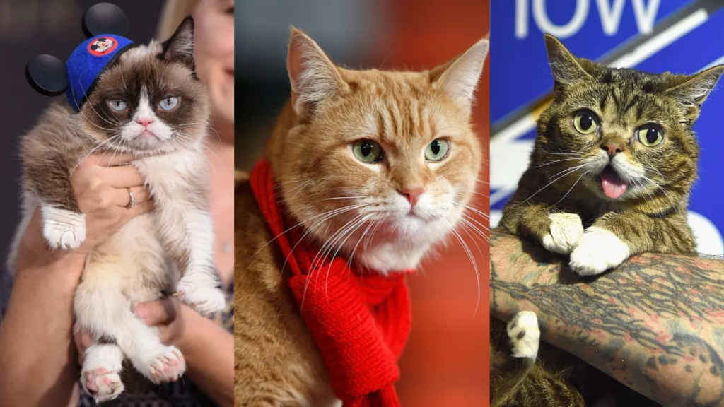 A collection of images of famous internet cats like Grumpy Cat, showcasing their unique personalities.