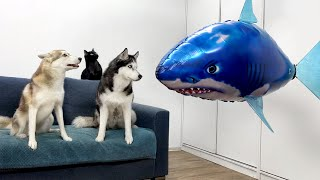 Why Are Animals Like Dogs, Cats, and Sharks Trending?