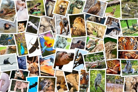 An engaging collage of diverse animals (wild and cute) that hints at the variety covered in the blog.