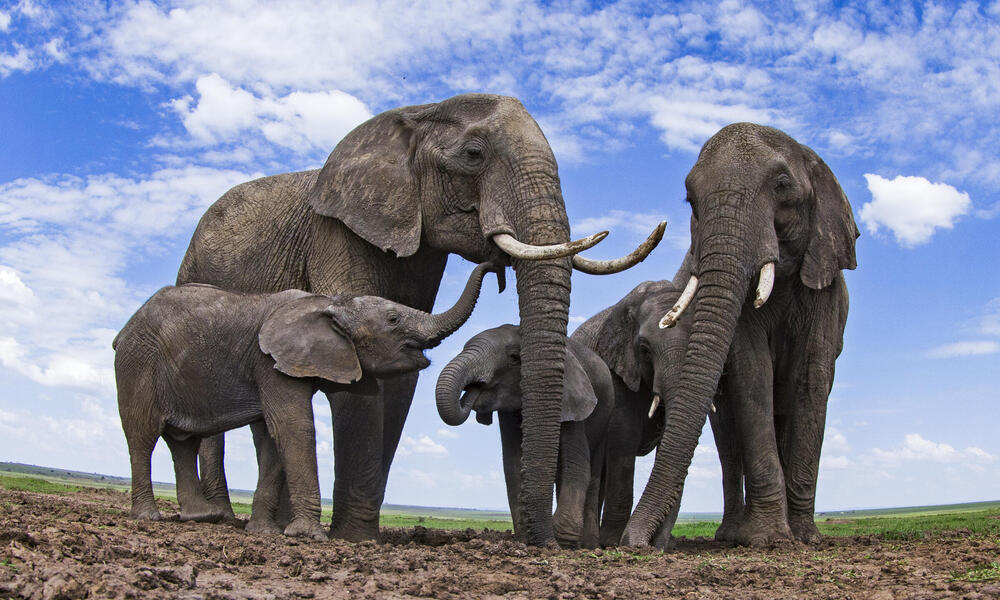 A herd of elephants walking together, symbolizing unity and strength.