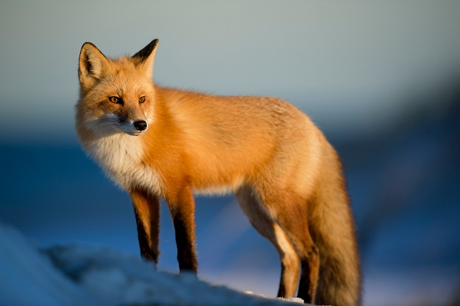 A red fox in a forest setting, showing its cunning expression