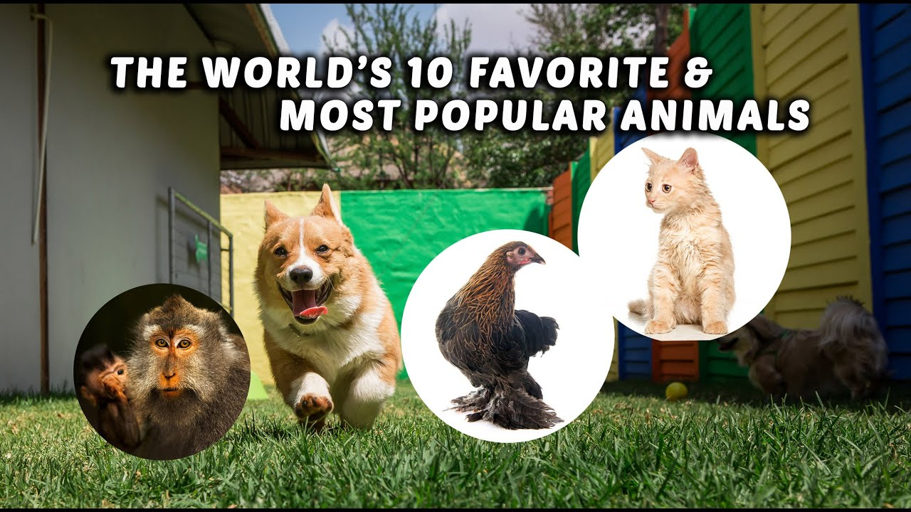 Top 10 Most Searched Animals and Why They Fascinate Us