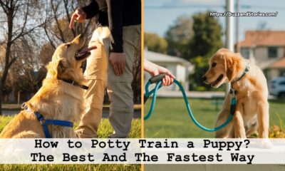 How to Potty Train a Puppy? The Best And The Fastest Way