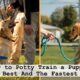 How to Potty Train a Puppy? The Best And The Fastest Way