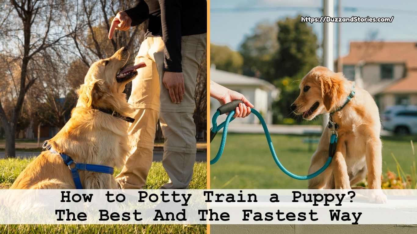 How to Potty Train a Puppy? The Best And The Fastest Way