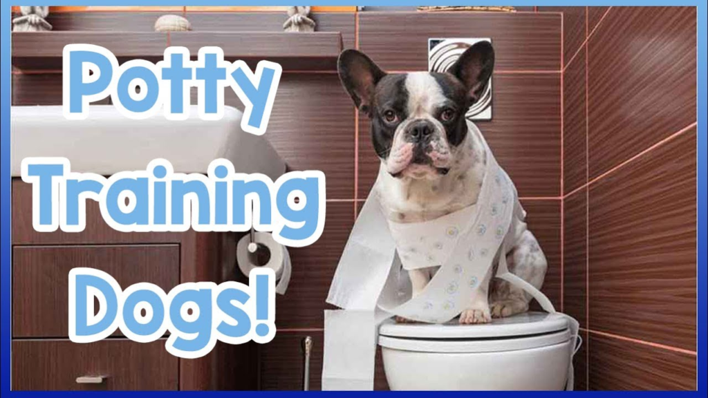 How to Toilet Train Your Dog! Potty Training Tips for Dogs and Puppies!