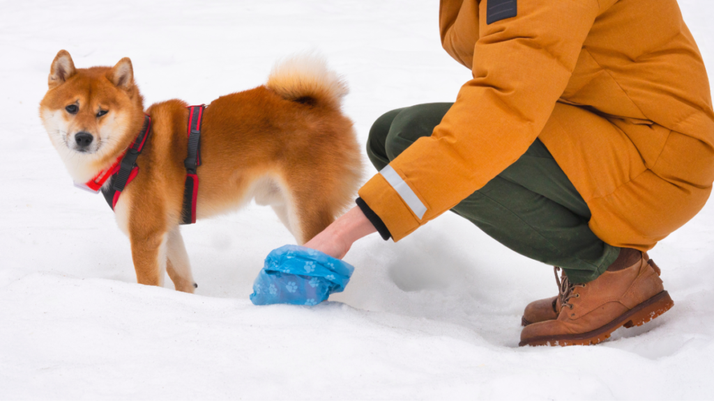 How to Train a Dog to Pee & Poop Outside?