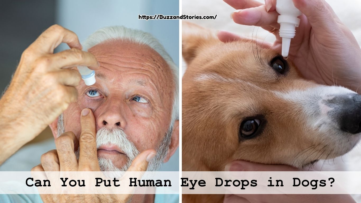 Can You Put Human Eye Drops in Dogs?