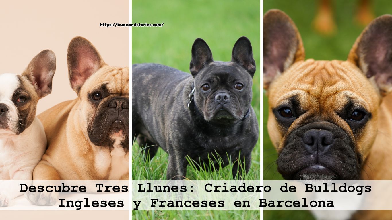 Descubre Tres Llunes: Criadero de Bulldogs Ingleses y Franceses en Barcelona