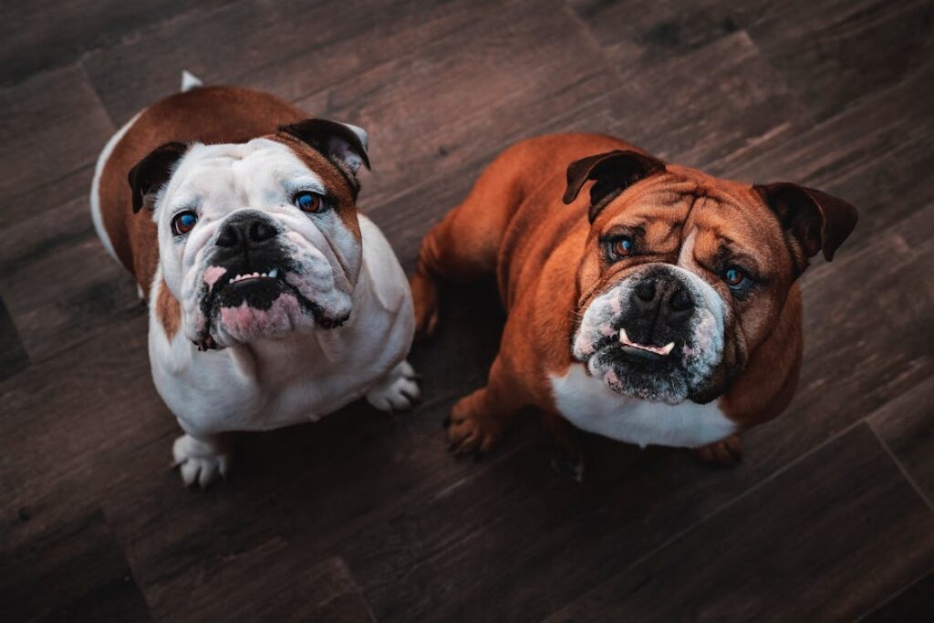 Descubre Tres Llunes: Criadero de Bulldogs Ingleses y Franceses en Barcelona