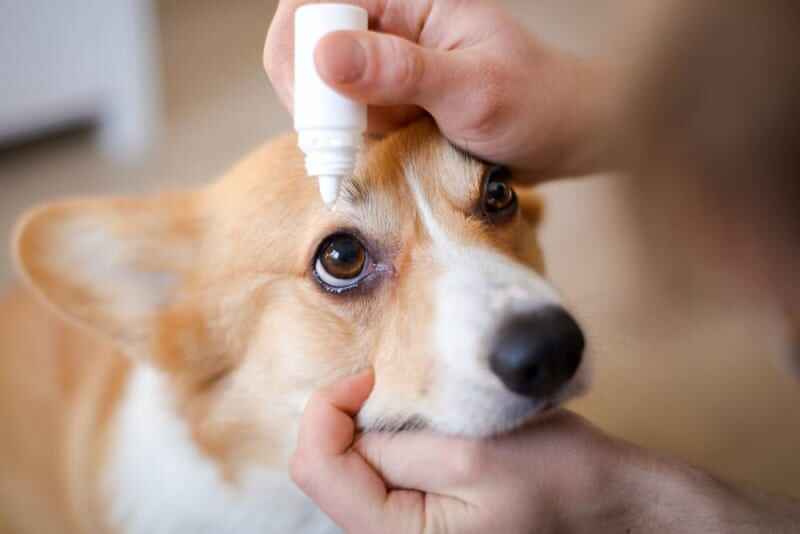 Can You Put Human Eye Drops in Dogs