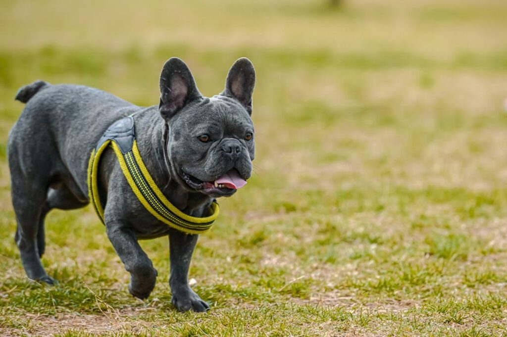 Descubre Tres Llunes: Criadero de Bulldogs Ingleses y Franceses en Barcelona